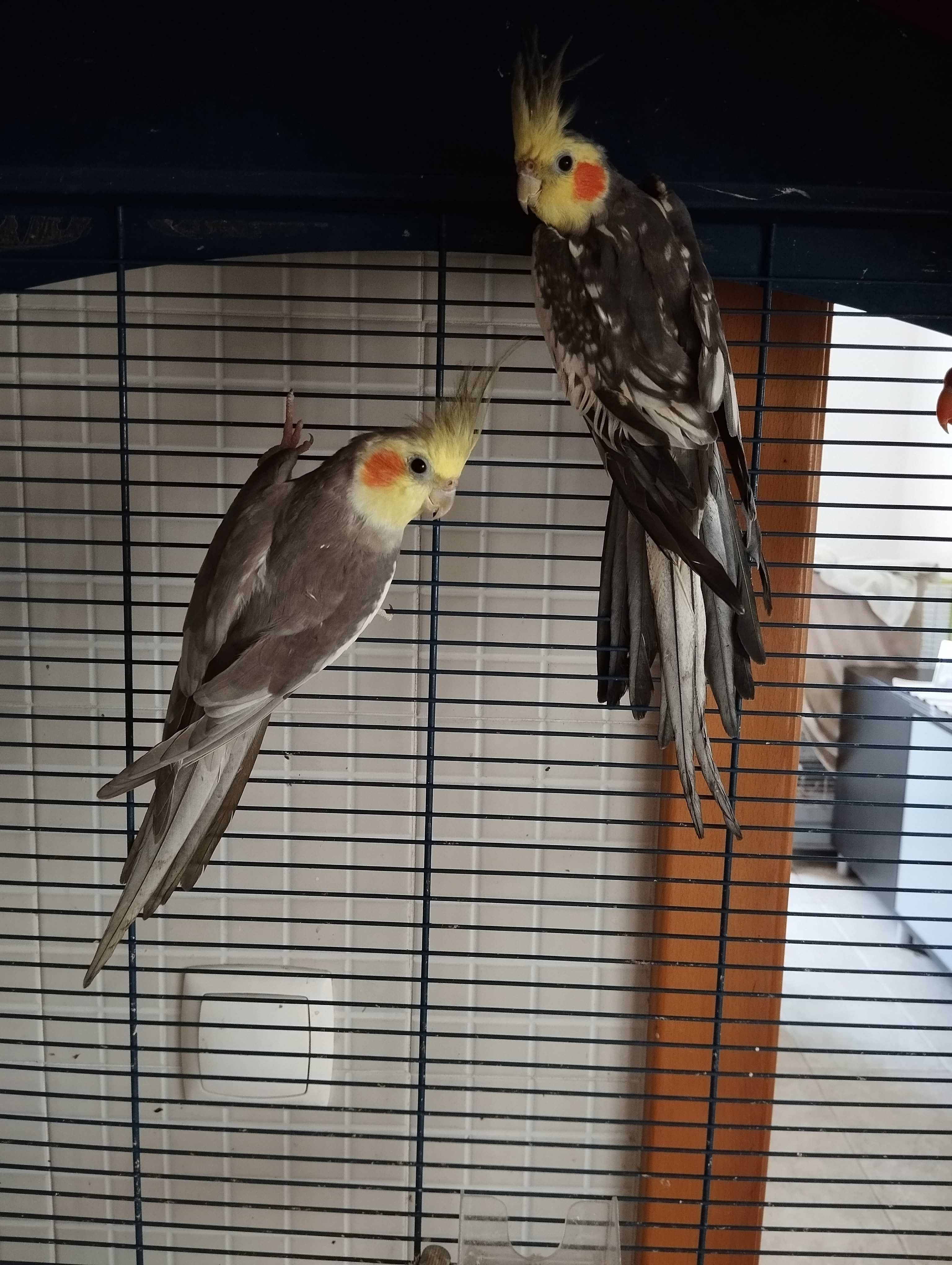Vendo 2 caturras