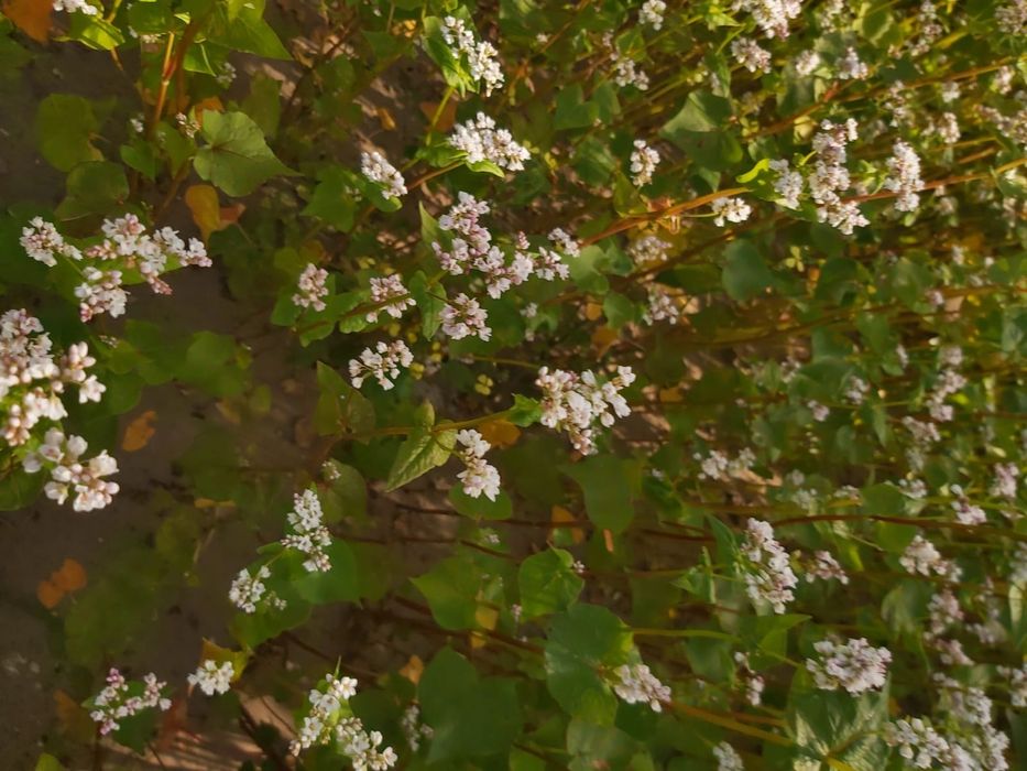 Gryka, nasiona gryki