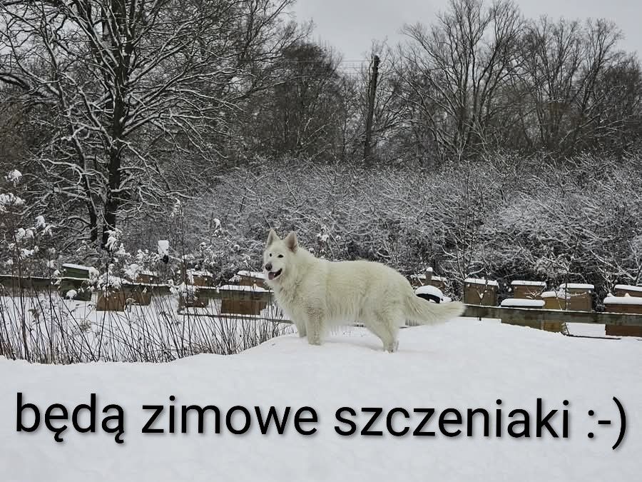 Biały Owczarek Szwajcarski zapowiedź miotu