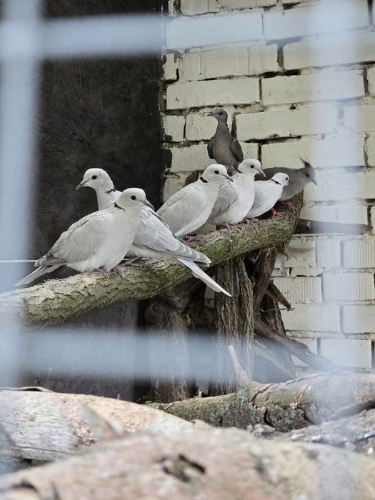 Gołębie Cukrówki niebieskie