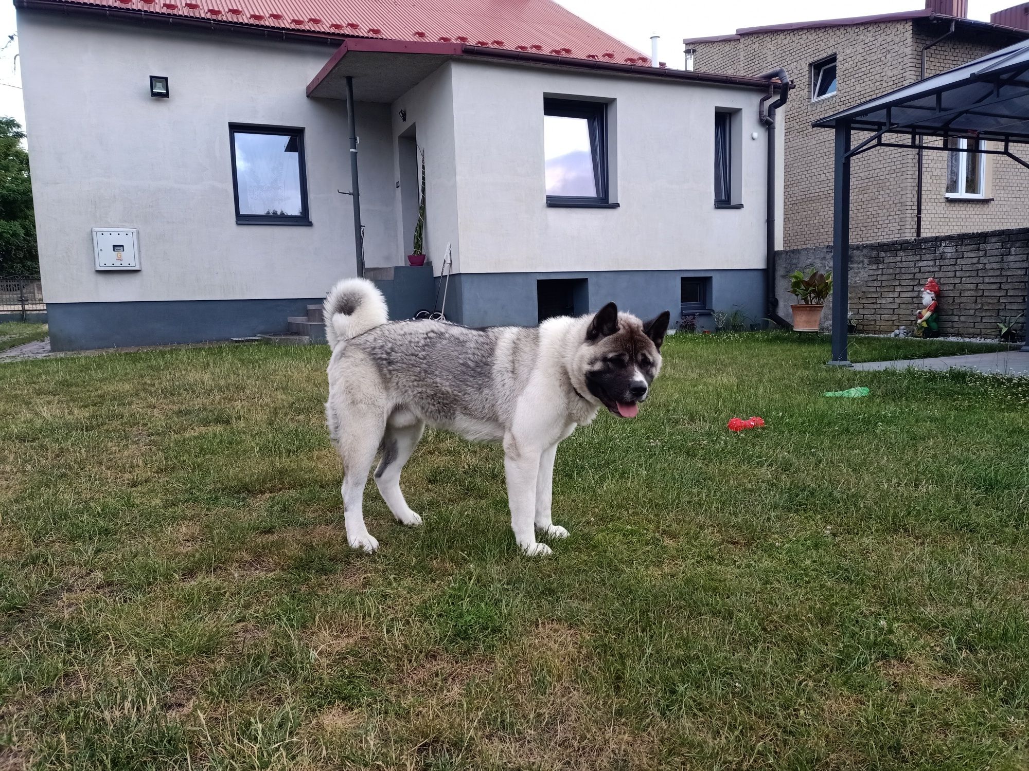 Akita. Miłość na czterech łapach poszukiwana