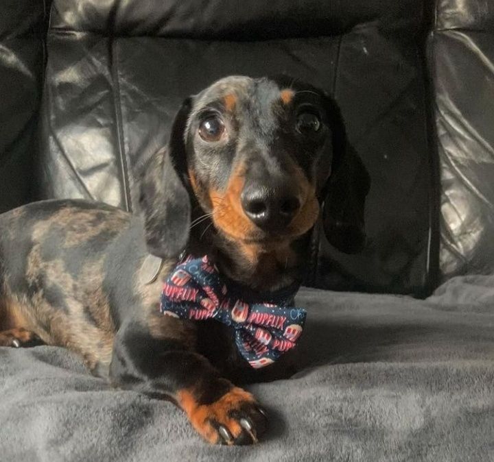 Чорнопідпалий хлопчик карликових міні такс