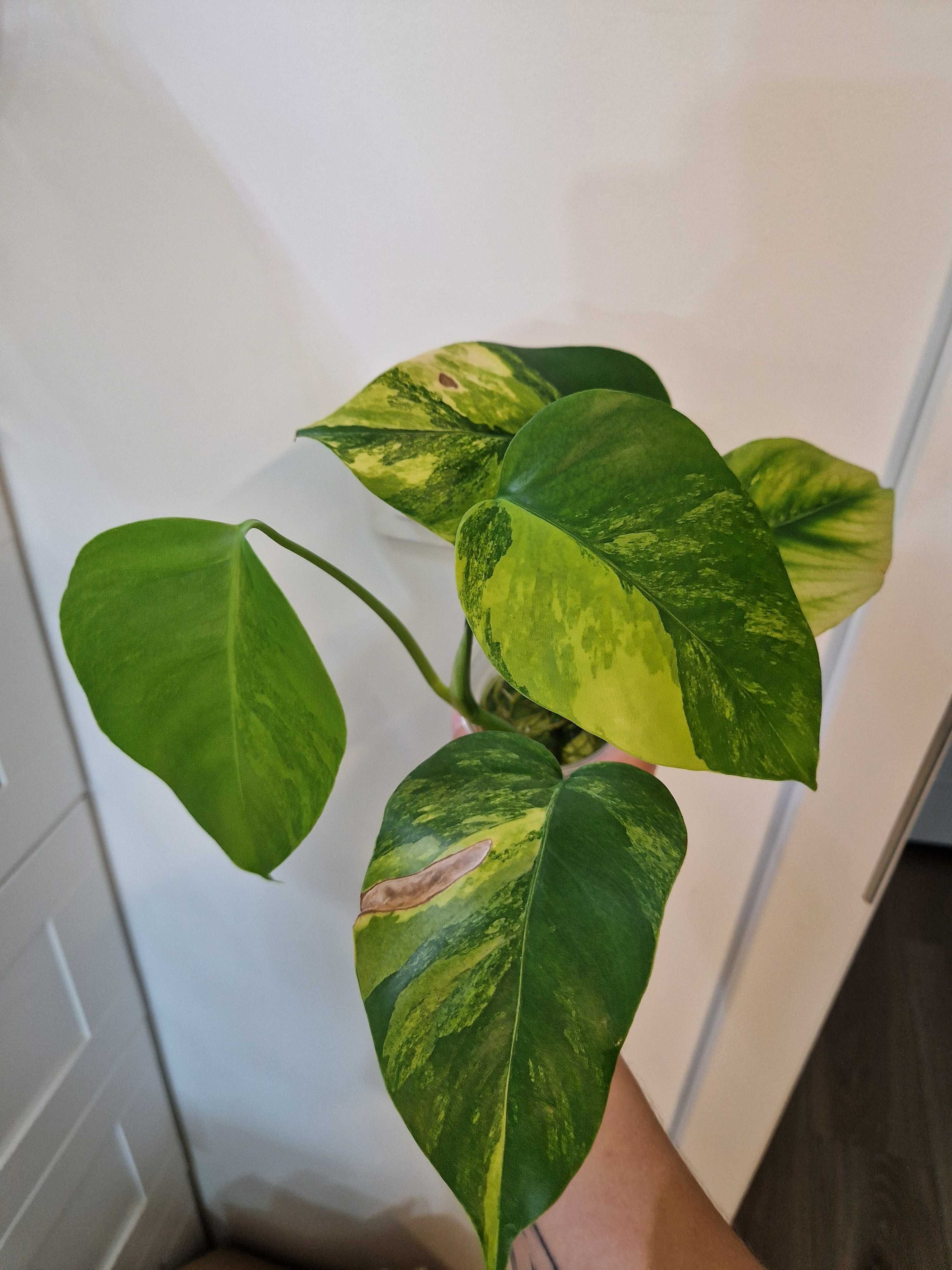 Monstera marmorata aurea 5 liści