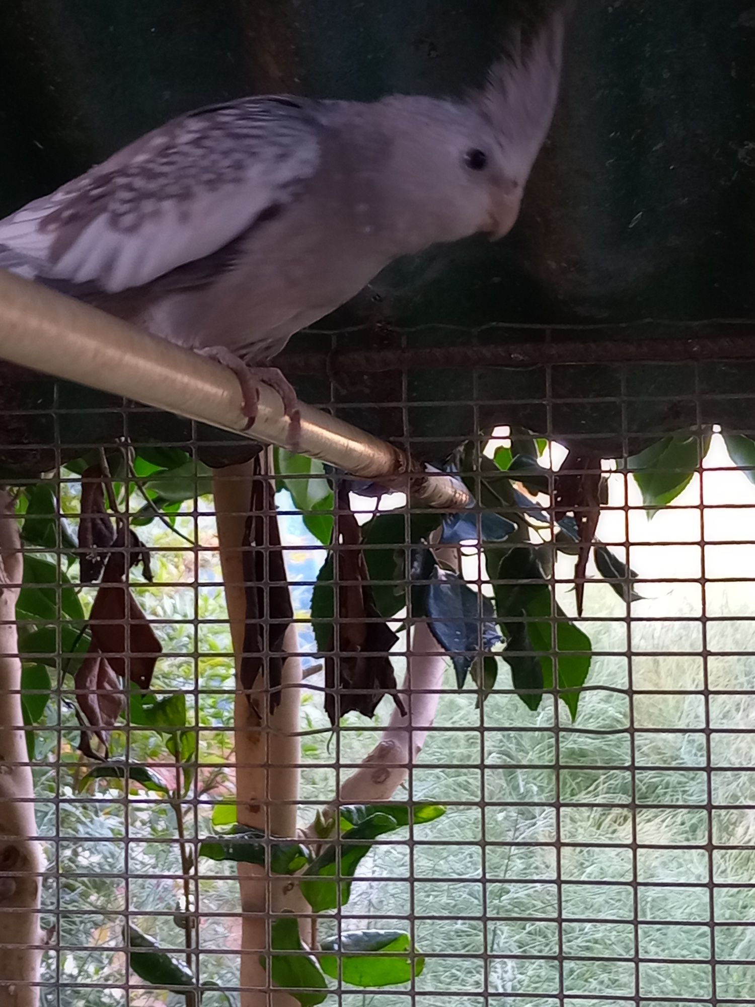 Caturra Pérola macho