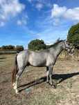 Cavalo Lusitano PSL