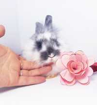 Карликовый мини кролик,міні карликовий,карликові,карликовые