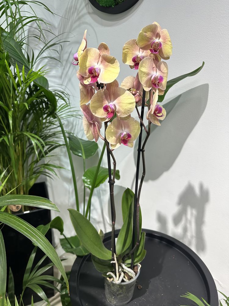 Орхідея фаленопсис h80 см