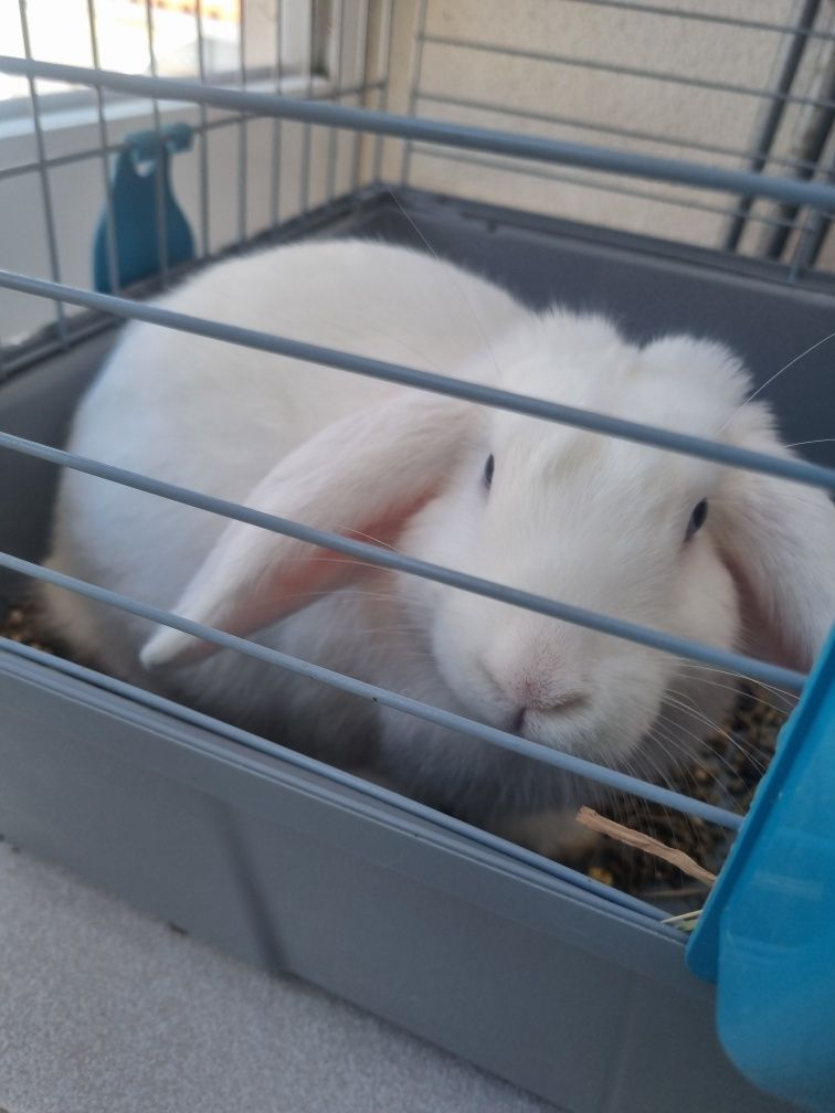 Coelho mini lop branco