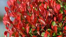 Głogownik, Photinia Red Robin