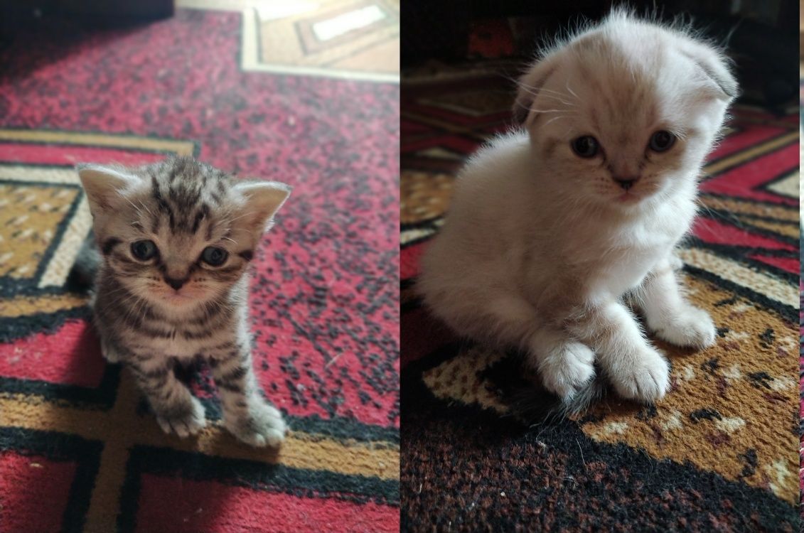 Шотландские котята