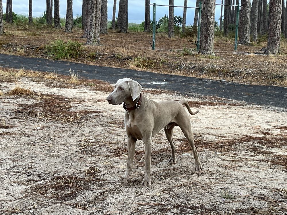 Weimaraner acasalamento