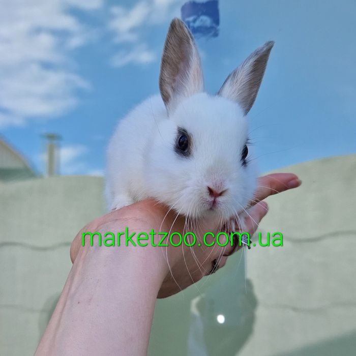 Карликовые мини кролики, карликовый кролик