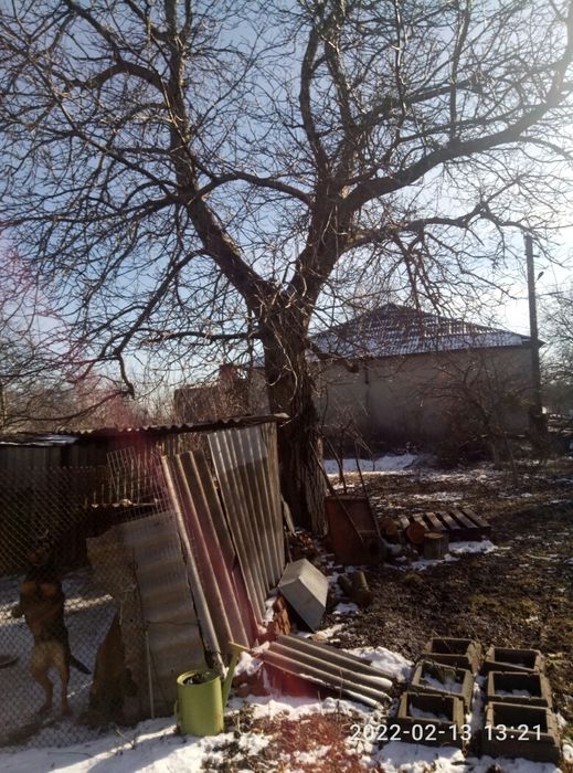 Дерево горіх на самозріз