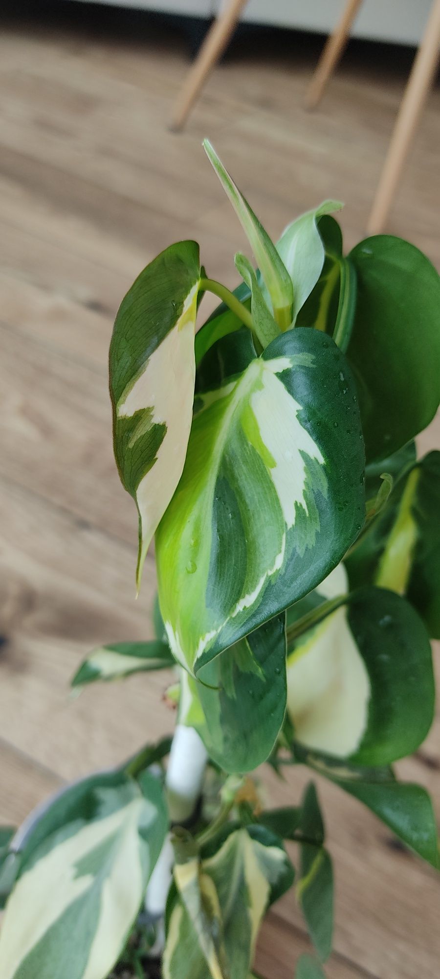 Epipremnum pinnatum marble variegata, philodendron cream splash i Rio
