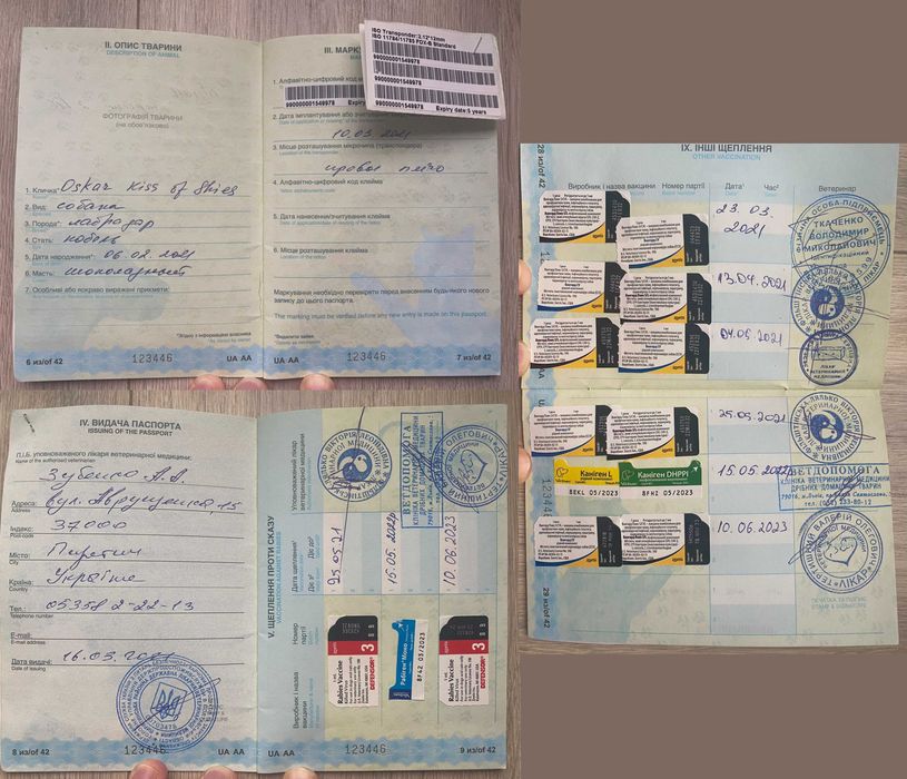 Шоколадный лабрадор, племенной кобель,вязка,развязан,КСУ