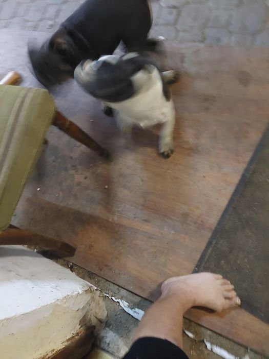 Buldog francuski  blue tan