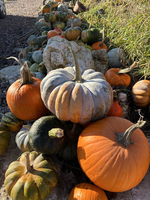 Dynia Muscat jadalna de provence muszkatołowa bio ekologiczna