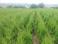 Thuja Brabant! 100,120,140,150,160 cm! Sadzenie! Dowóz! Tuja, tuje!