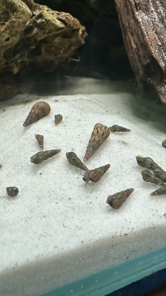 Caracois ( Melanoides tuberculata )