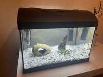 Akwarium 25 litro