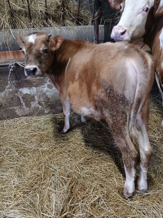 Byk, byczek 5 miesięcy czerwono-biały mieszaniec do hodowli