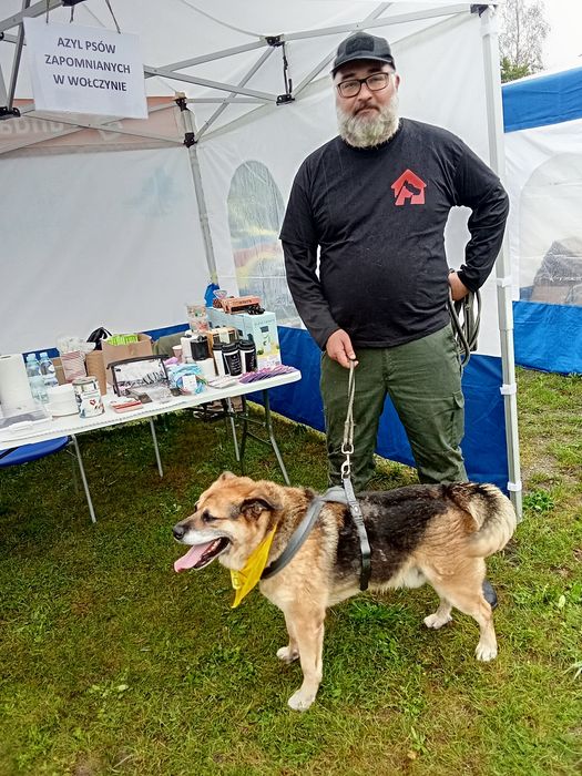 Owczarek niemiecki Otto - oddam w dobre ręce