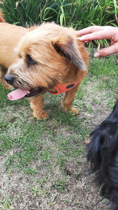 Przeuroczy Tofik chce mieć domek