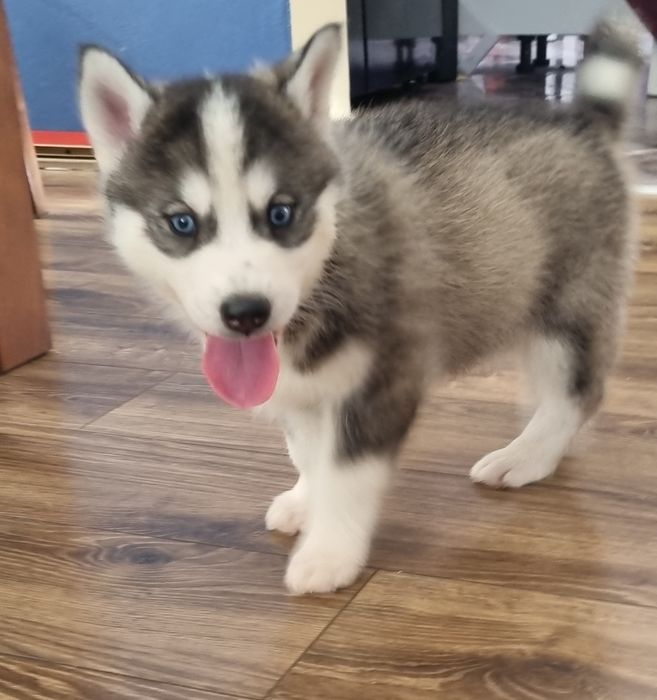 Piesek Syberian Husky