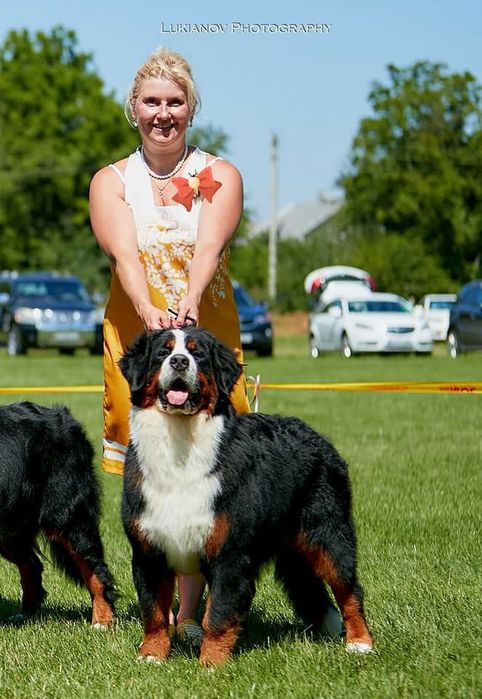 Хлопчик бернський зененхунд