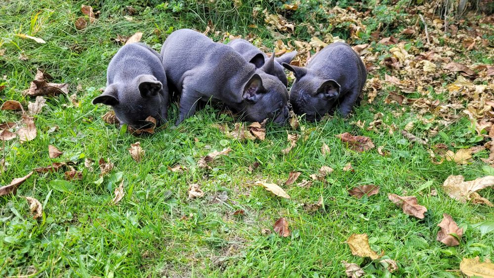 Buldog Francuski niebieski[blue]