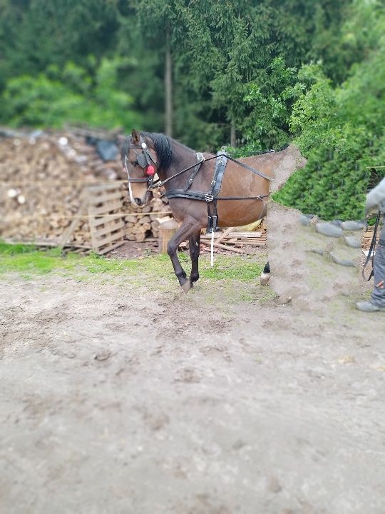 Uprzaż konna szory puszorek