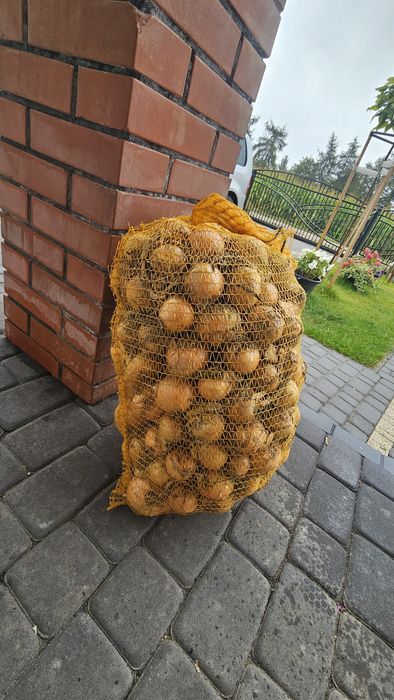 Cebula z polskiego pola