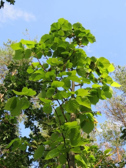 Lipa drobnolistna. Tilia cordata 5-8m wys. Duże lipy 20-25 cm.