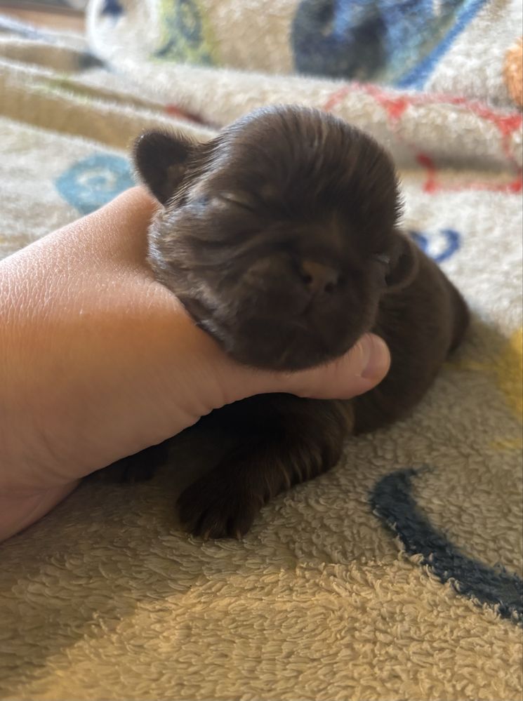 Urocza czekoladowa dziewczynka Shih-tzu