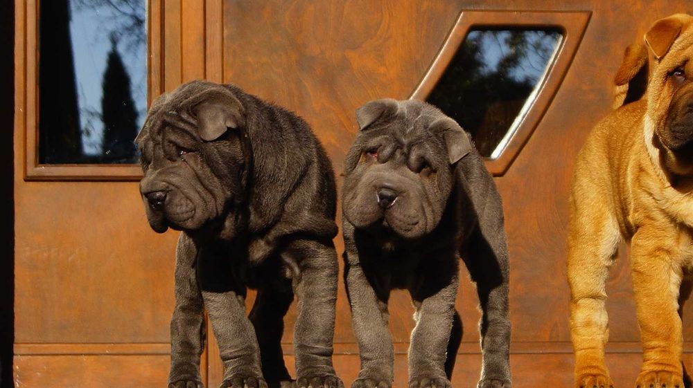 Filo,błękitny samiec Shar Pei do odbioru, z rodowodem, blue