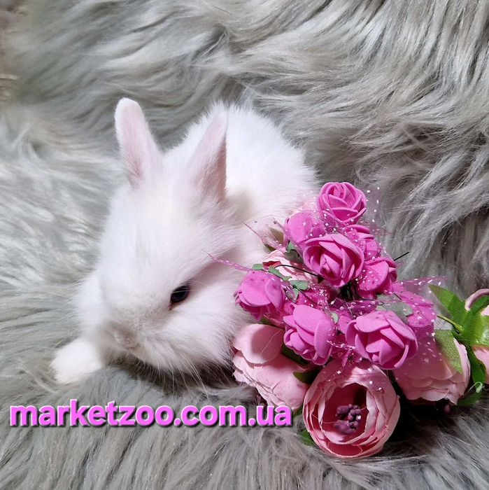 Продається кролик Lionhead | Дівчинка | 1 місяць | Білосніжна красуня