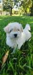 Bichon Maltês macho disponível