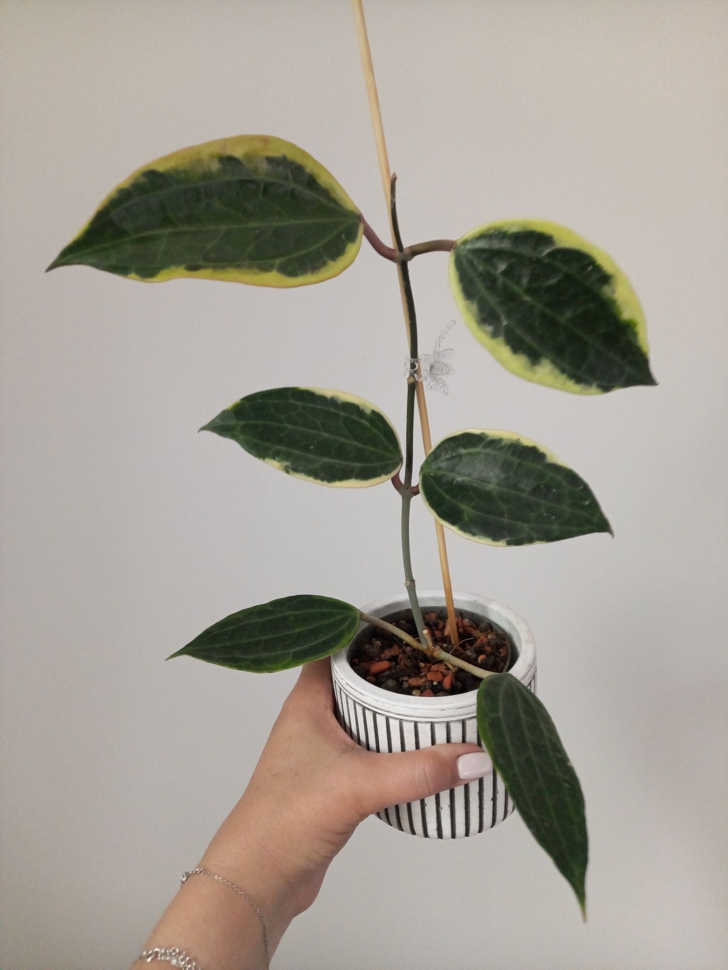 Hoya Macrophylla Albomarginata