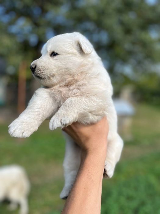 Белая швейцарская овчарка(БШО),біла швейцарська вівчарка