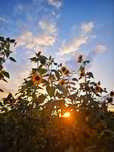 2 bilety na Sanah 19.09