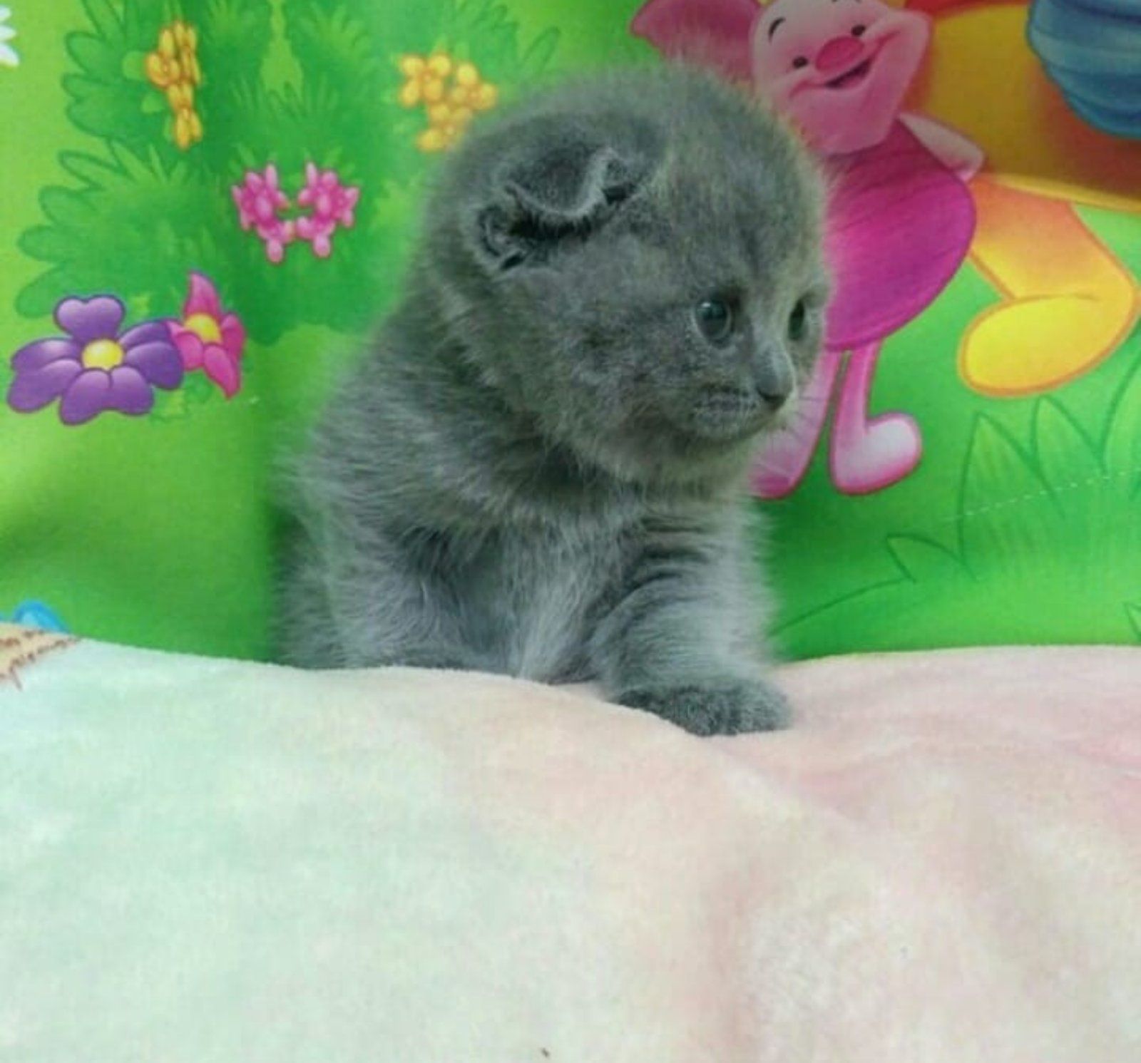 Продам шотландских котят