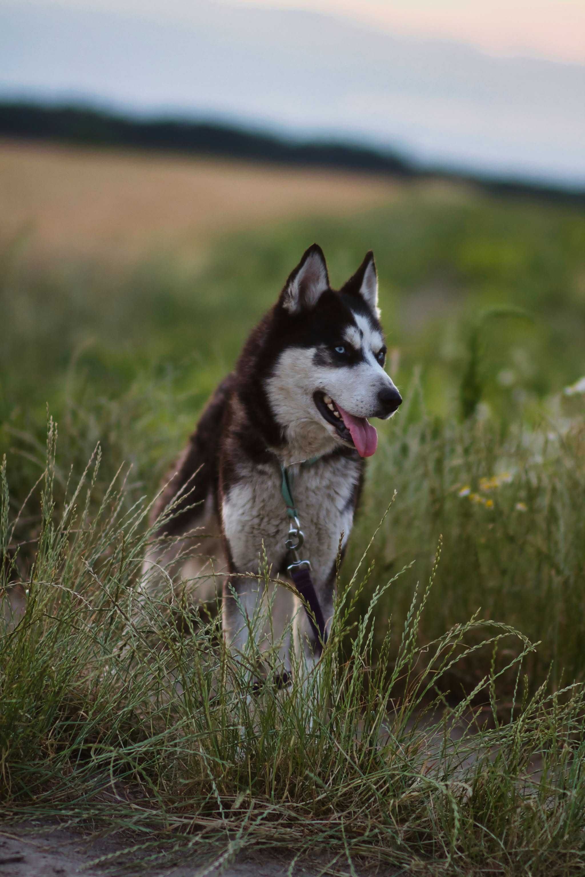 Zjawiskowo piękny, 1,5 roczny samiec husky szuka aktywnego opiekuna