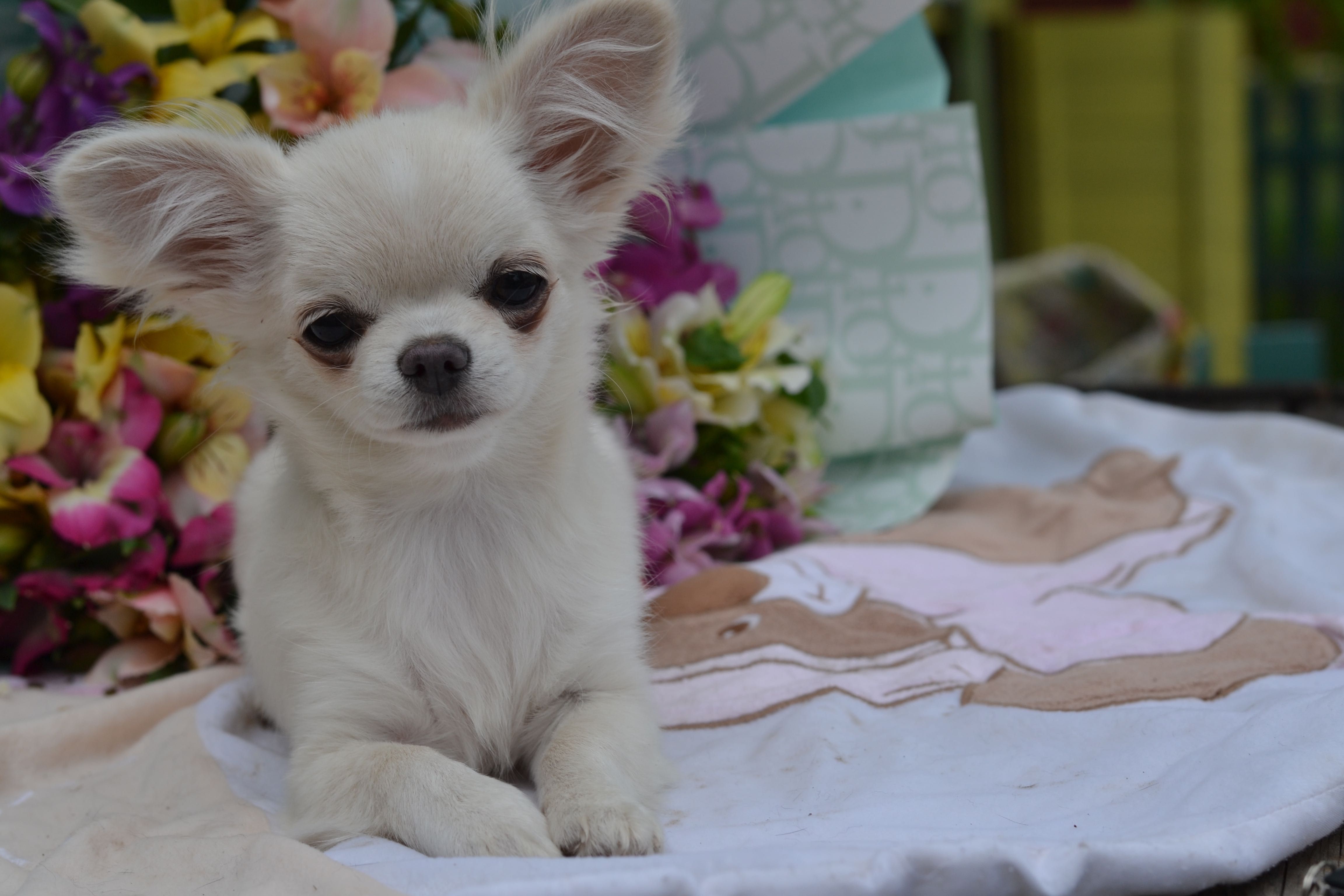 Dziewczynka chihuahua