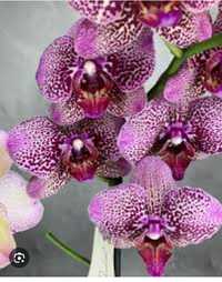 Орхидея Бовье ,Азиан и Хазард