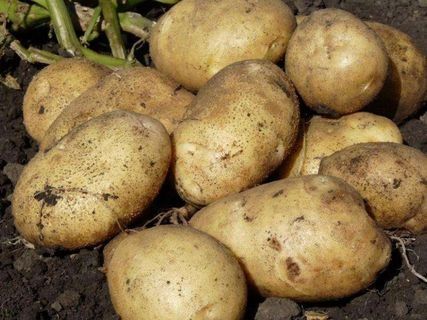 Картопля сортова, картопля для посадки
