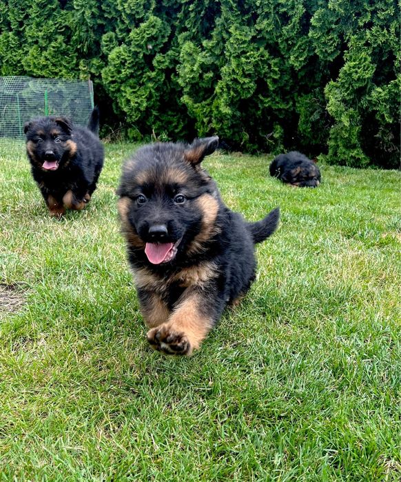 Owczarek Niemiecki Długowłosy. Szczeniak .