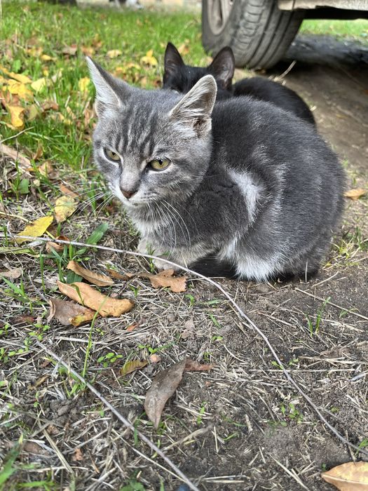 Котенок мальчик