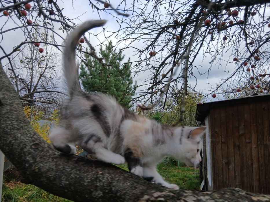 Кошеня кішка триколірна