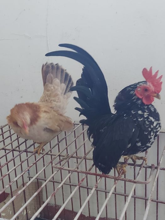 Seramy pary najmniejsze kury