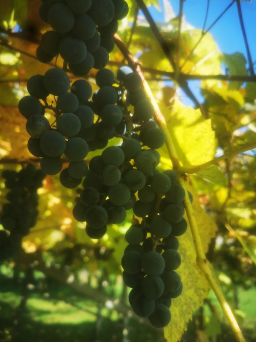 Winogrona ekologiczne